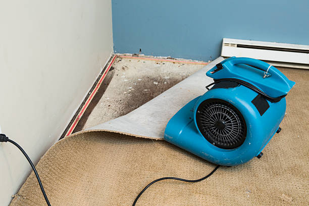 Best Basement water damage restoration  in Forest Heights, MD